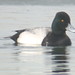 Michael Lesser Photo 26
