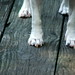 Susan Plank Photo 32