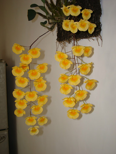Yang Chang Photo 20