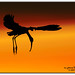 Michael Vierra Photo 8