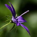 Pamela Smothers Photo 10