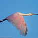 Michael Ding Photo 11