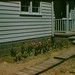 Wilma Rhoades Photo 7
