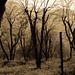 Eduardo Arteaga Photo 8
