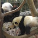 Bai Chin Photo 4