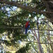 Mary Parrot Photo 8