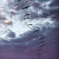 Cheryl Estes Photo 32