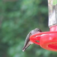Debra Taylor Photo 44