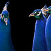 Patricia Peacock Photo 14