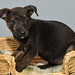 Kelli Shepherd Photo 18