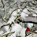 Robin Downs Photo 34