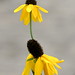 Susan Eastman Photo 17