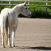Fred Crow Photo 11