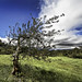 Ann Burnham Photo 26