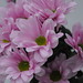 Vicky Bunch Photo 12