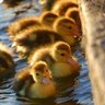 Susan Thorpe Photo 29