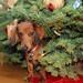 Jill Wiener Photo 17