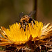 Flor Toruno Photo 4