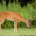 Fawn Morris Photo 13