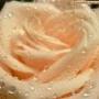 Susan Burns Photo 19