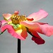 Susan Rose Photo 40
