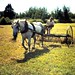 William Macpherson Photo 18