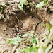 Tracie Williams Photo 30