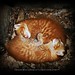 Ying Yang Photo 35