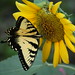 David Murtha Photo 13
