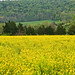 Virginia Field Photo 6