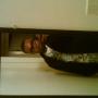 Chris Whitfield Photo 10