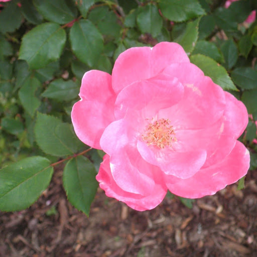 Cindy Russell Photo 8