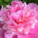 Debbie Wise Photo 12