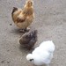 Gail Potter Photo 17