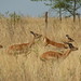 John Herd Photo 43