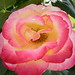 Rose Flores Photo 8