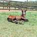 Cheryl Morris Photo 33