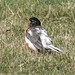 Robin Marks Photo 19
