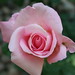 Amy Lopes Photo 19