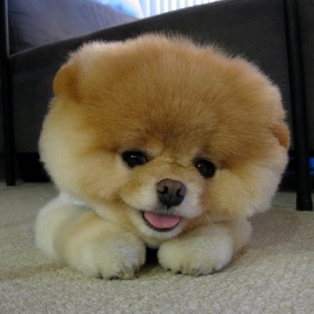 Peng He Photo 6