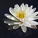 Lily Chang Photo 35