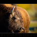 Kelly Herd Photo 6
