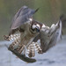 Mark Hamblin Photo 40