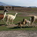 Juan Llamas Photo 28