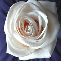 Rose Mcdaniel Photo 35