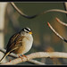 Jerry Sparrow Photo 11
