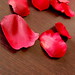 Rose Desiderio Photo 8