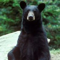 Cynthia Herrick Photo 14