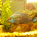 Jack Dempsey Photo 38