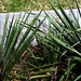 Sarah Mckinley Photo 9